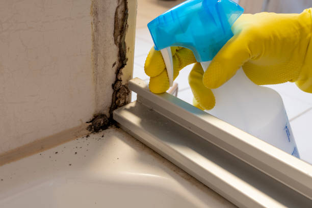 Best Crawl Space Mold Remediation in Hampshire, IL