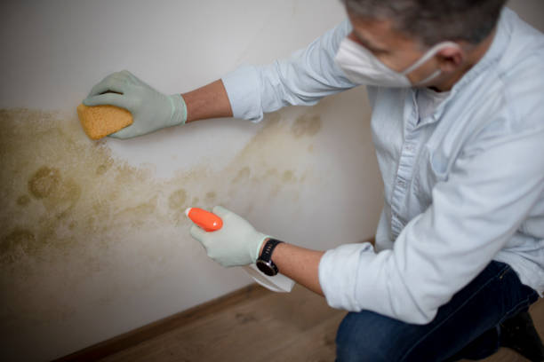 Best White Mold Remediation in Hampshire, IL