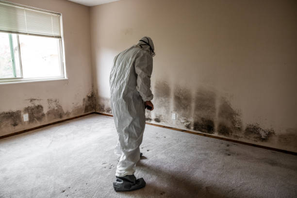 Best Residential Mold Remediation in Hampshire, IL
