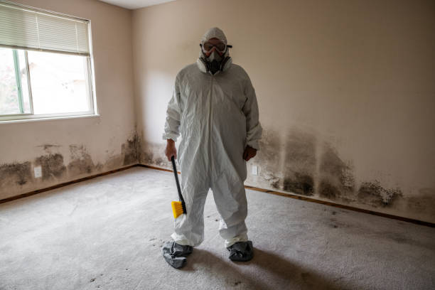 Best DIY Mold Remediation Support Services in Hampshire, IL